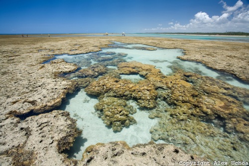 Piscinas naturais da Praia do Toque, localizada no município de São Miguel dos Milagres, Costa dos Corais, Alagoas.Foto: Alex Uchôa